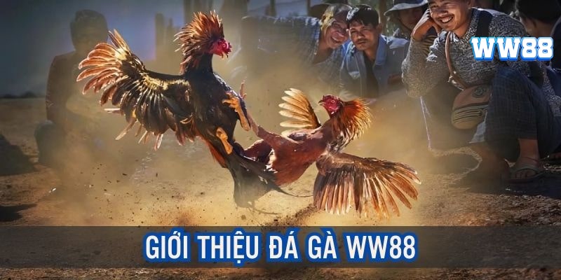 Đá gà WW88 là gì?